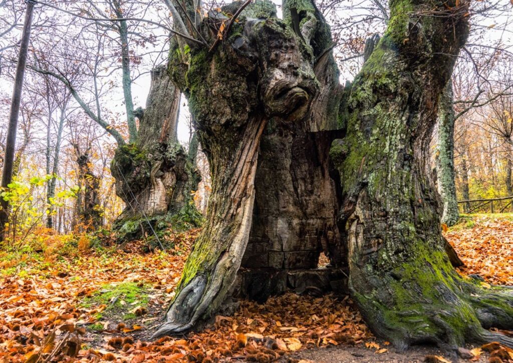 Bosco del Poranceto