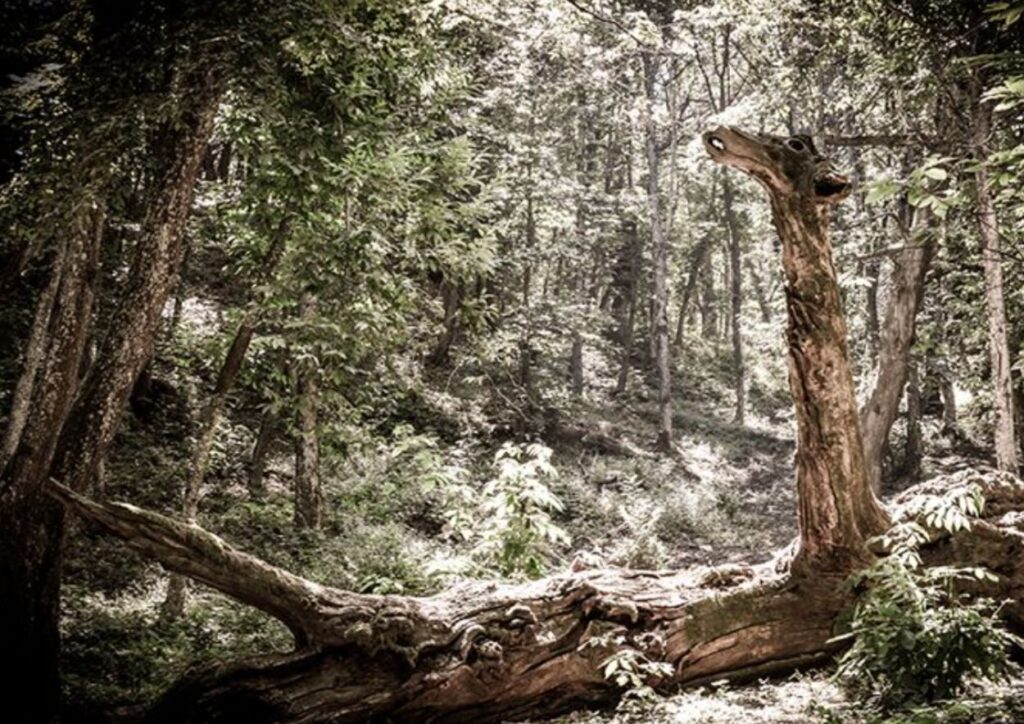 Il bosco delle Fate